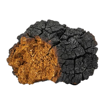 Chaga