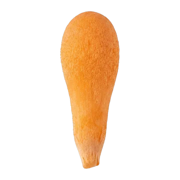 Cordyceps