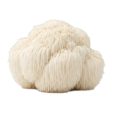 Lion's mane