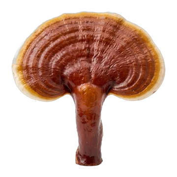 Reishi
